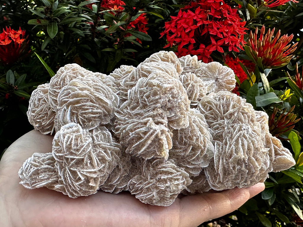 Large Desert Rose Cluster