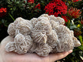 Large Desert Rose Cluster